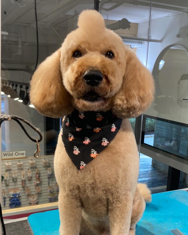 Canine Design Housecall Grooming Gallery