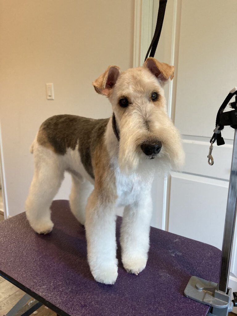 Canine Design Housecall Grooming Gallery