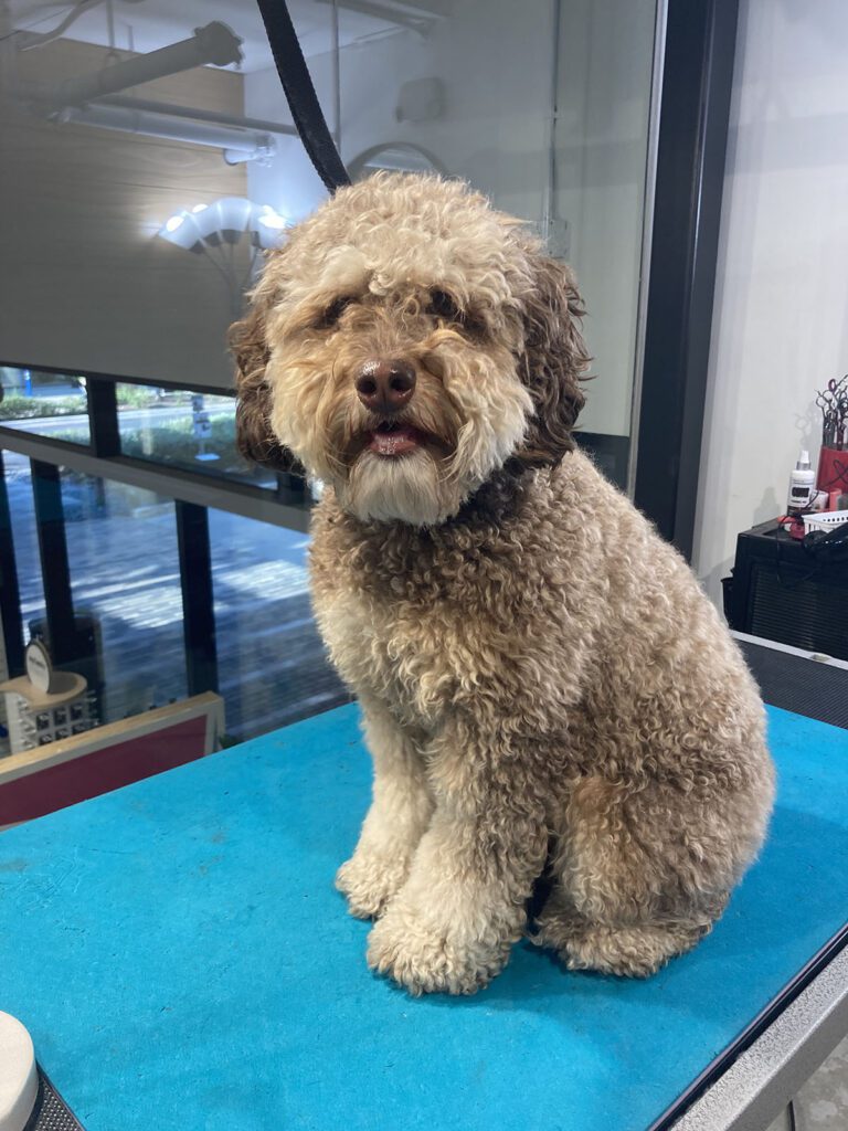 Canine Design Housecall Grooming Gallery