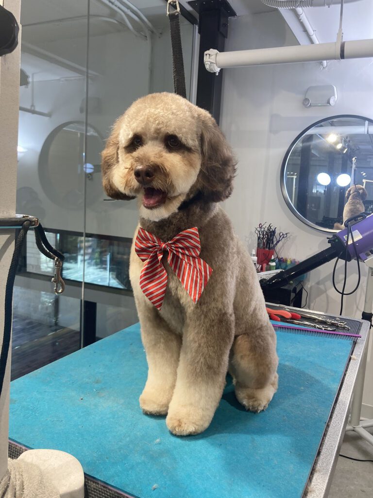 Canine Design Housecall Grooming Gallery