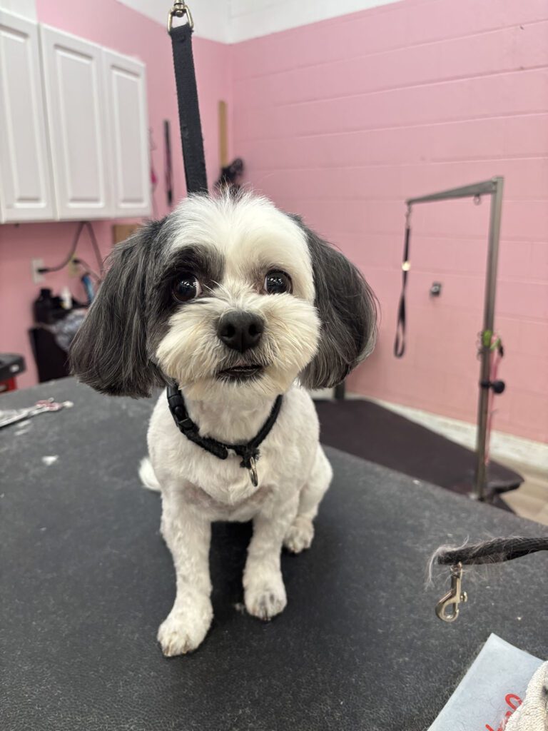 Canine Design Housecall Grooming Gallery