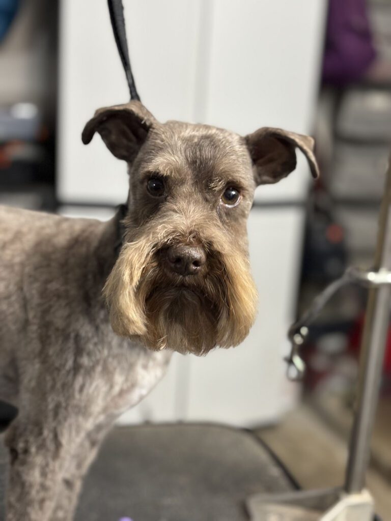 Canine Design Housecall Grooming Gallery