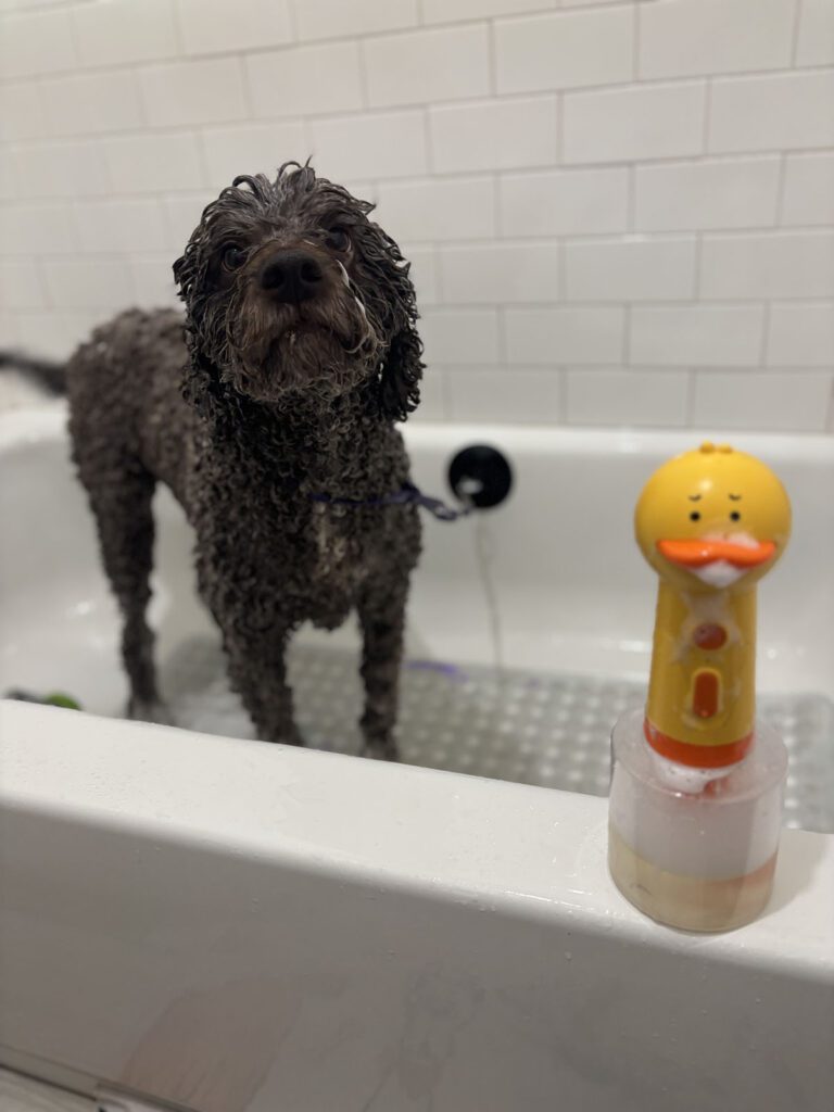 Canine Design Housecall Grooming Gallery