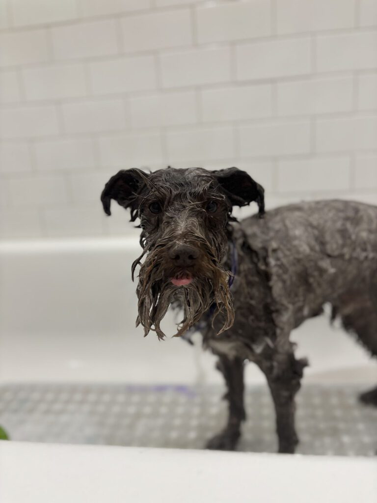 Canine Design Housecall Grooming Gallery