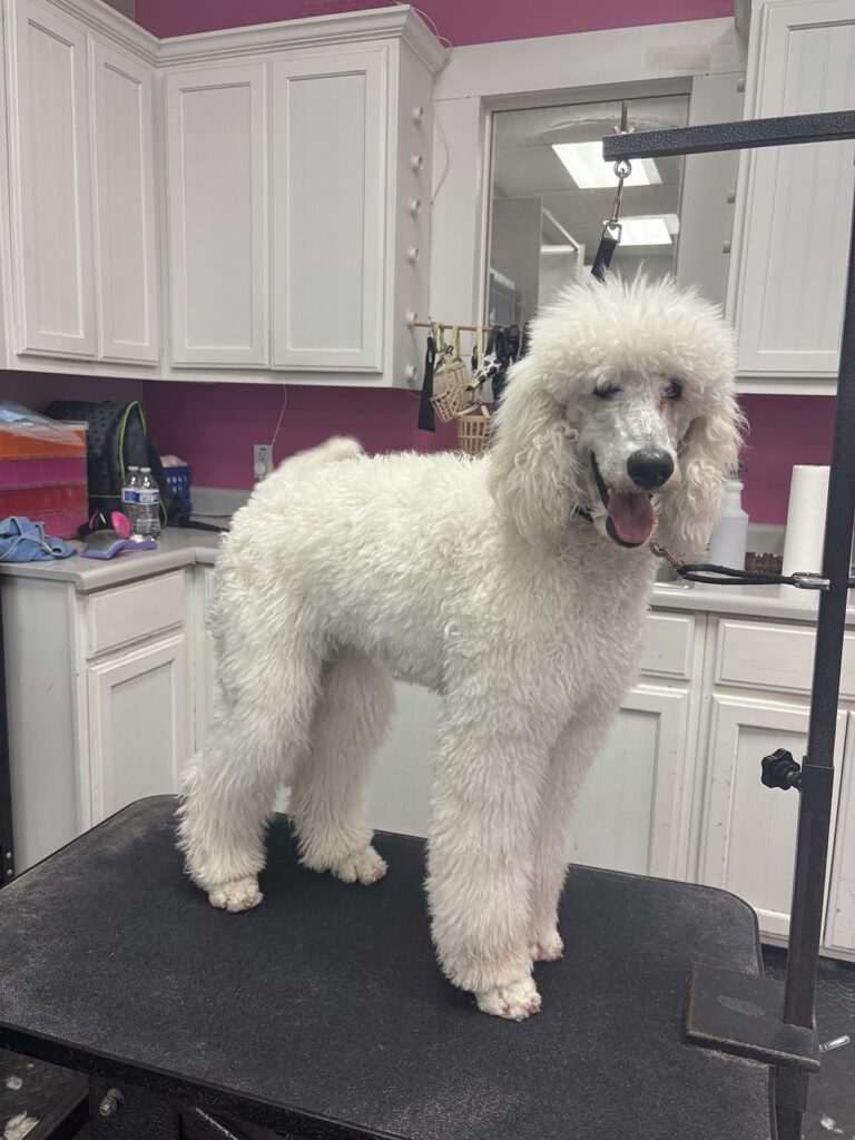 Canine Design Housecall Grooming Gallery