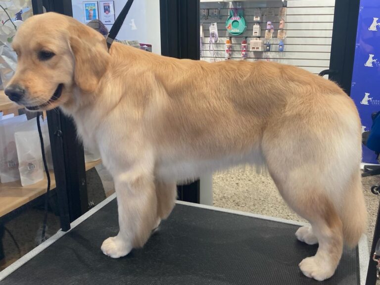 Canine Design Housecall Grooming Gallery