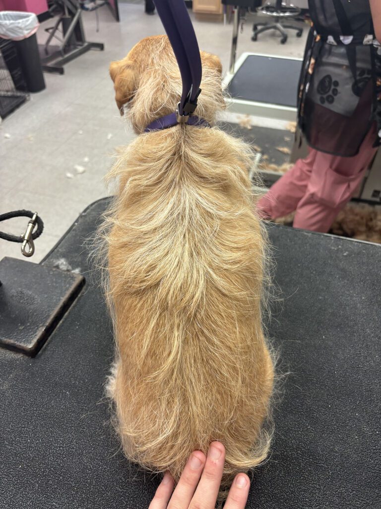 Canine Design Housecall Grooming Gallery