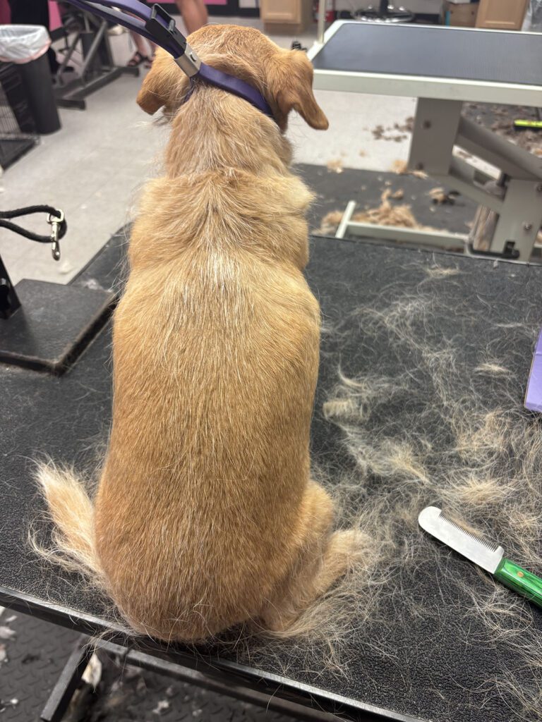 Canine Design Housecall Grooming Gallery