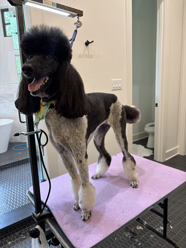 Canine Design Housecall Grooming Gallery