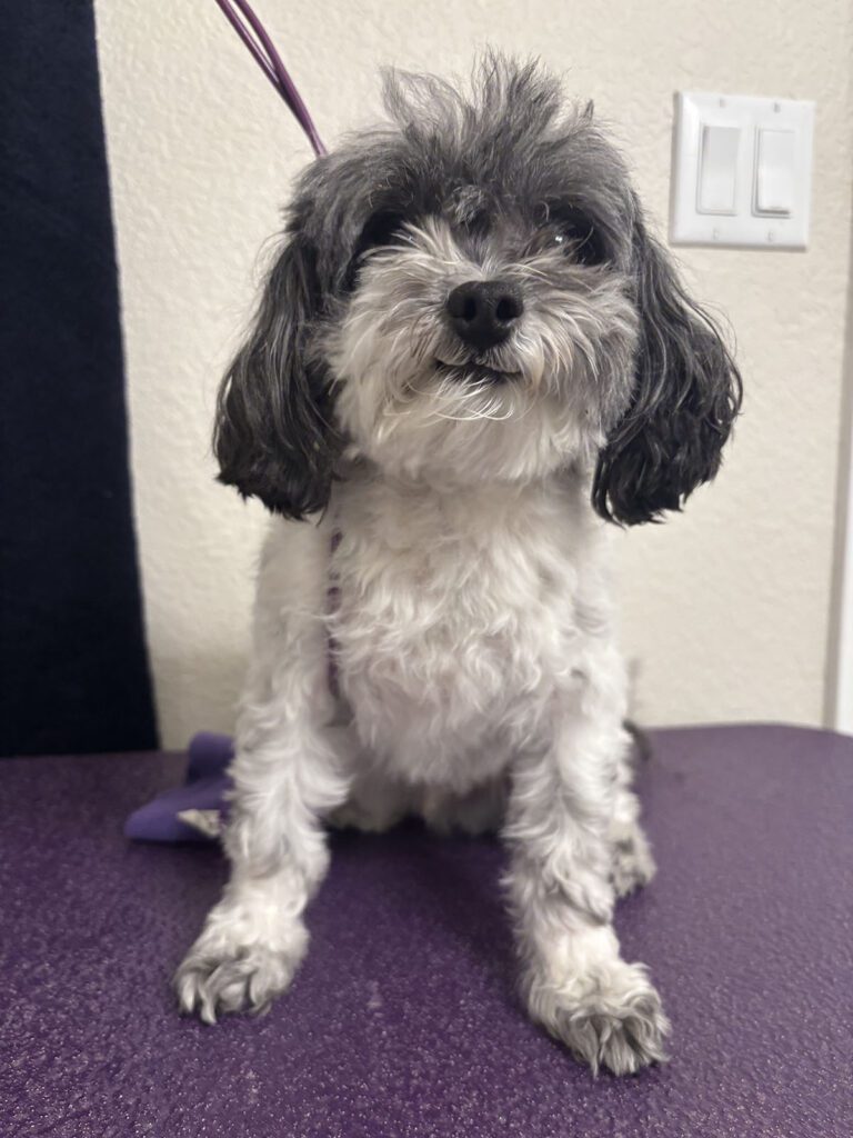 Canine Design Housecall Grooming Gallery