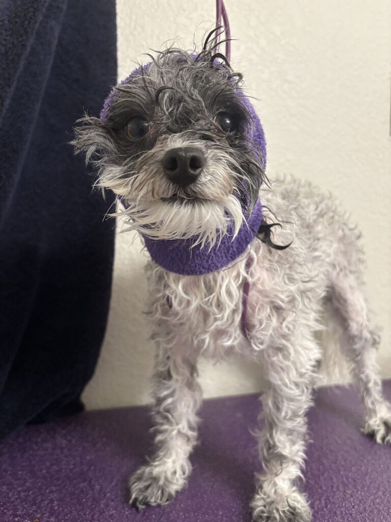 Canine Design Housecall Grooming Gallery