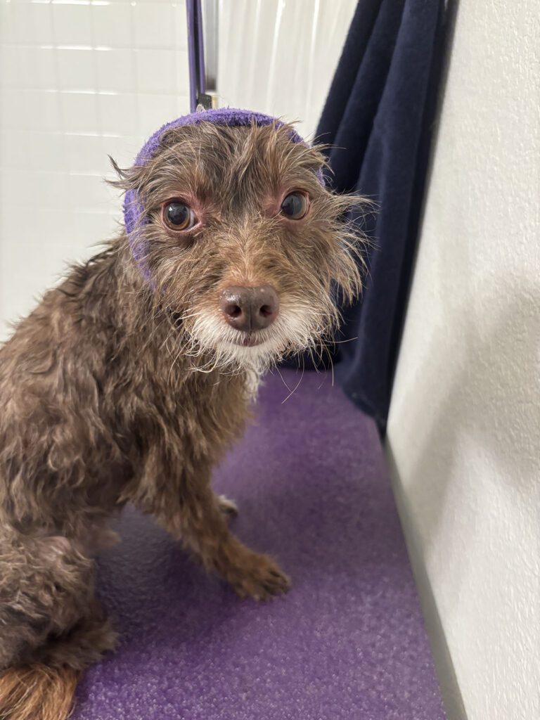 Canine Design Housecall Grooming Gallery