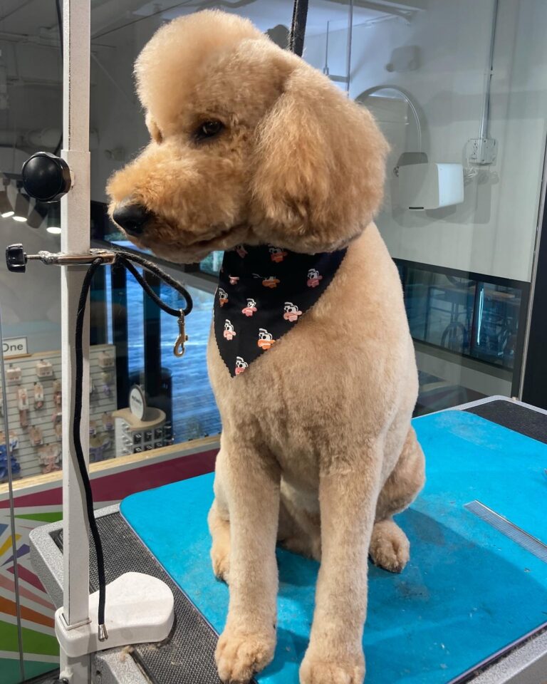 Canine Design Housecall Grooming Gallery
