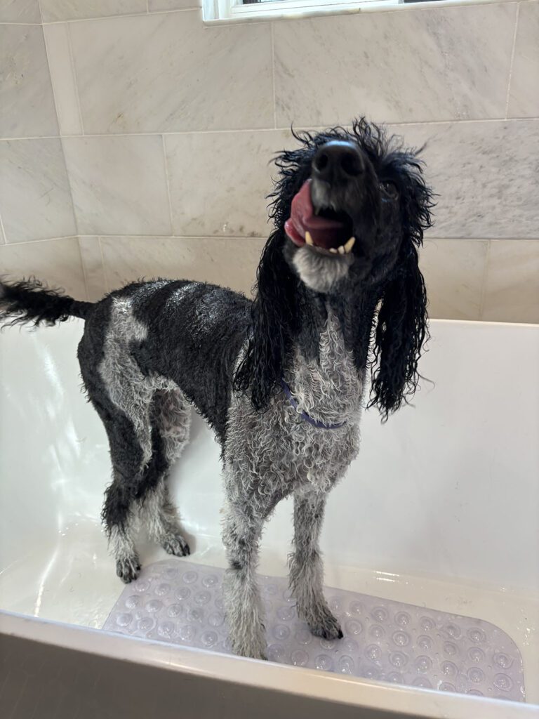 Canine Design Housecall Grooming Gallery