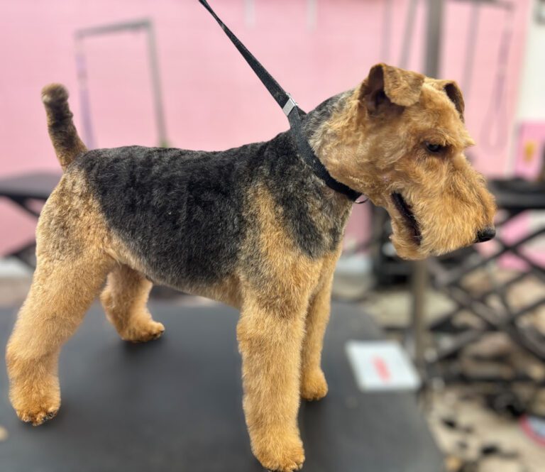 Canine Design Housecall Grooming Gallery