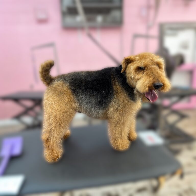 Canine Design Housecall Grooming Gallery