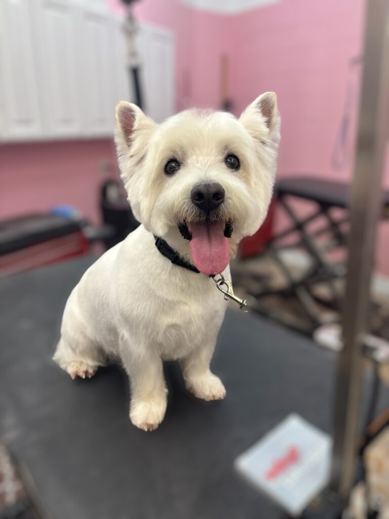 Canine Design Housecall Grooming Gallery