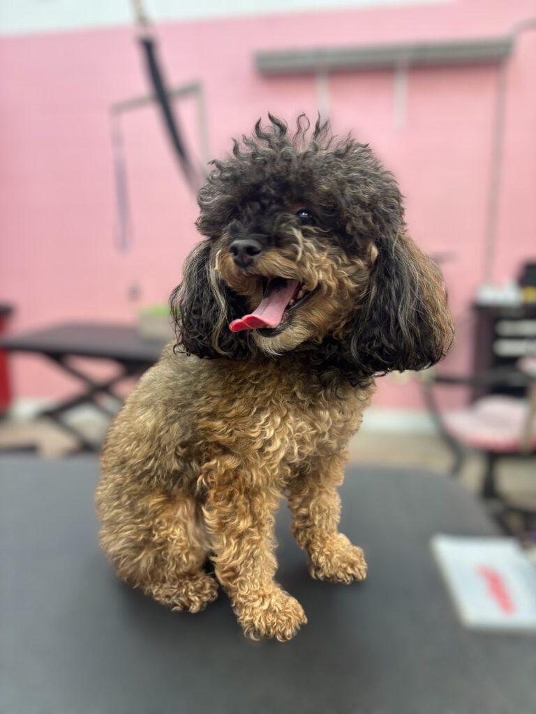 Canine Design Housecall Grooming Gallery