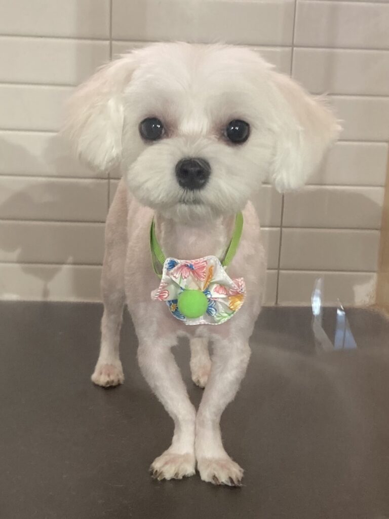 Canine Design Housecall Grooming Gallery