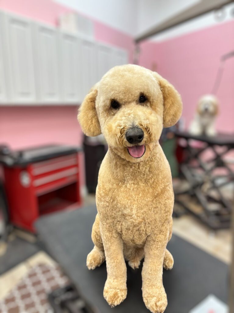 Canine Design Housecall Grooming Gallery