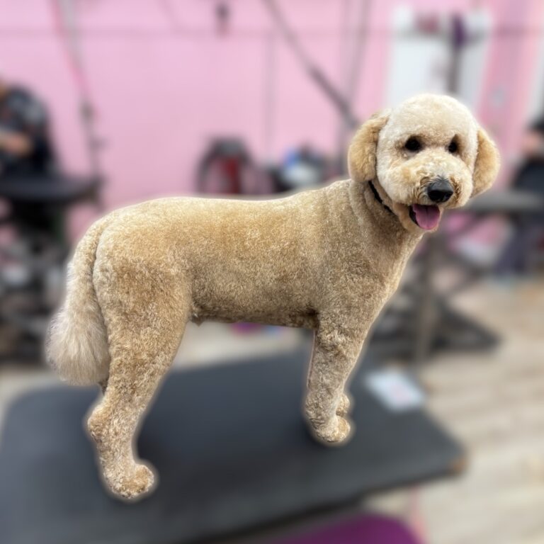 A freshly groomed, fluffy tan poodle stands on a grooming table in a pet salon.