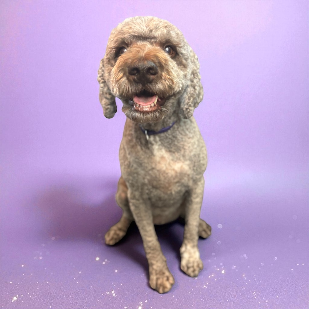 Happy curly-haired dog sits on a purple background, looking up with a friendly expression.