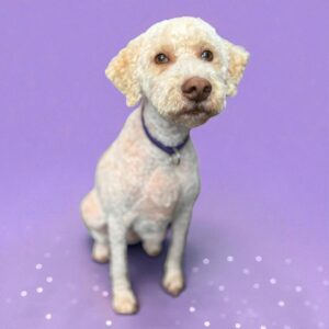 A curly-haired dog sits on a purple backdrop, looking up with a curious expression.