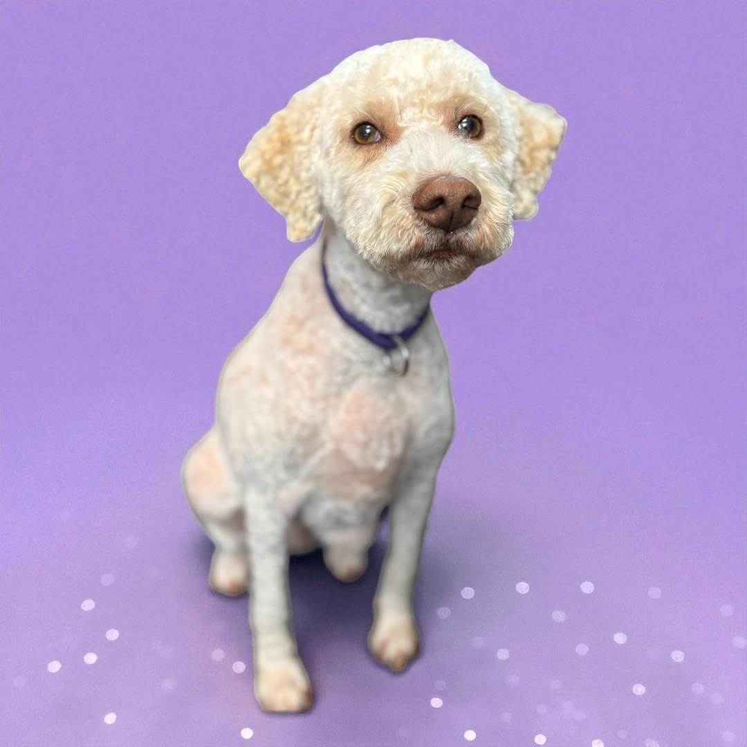 A curly-haired dog sits on a purple backdrop, looking up with a curious expression.