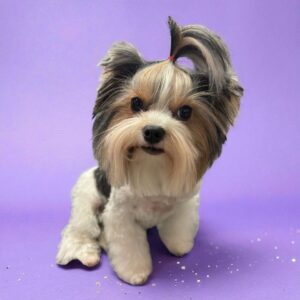 Adorable small dog with fluffy fur and a pony tail sits on a purple background.