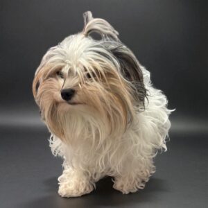 Small, fluffy dog with long, white and black fur on a dark background.