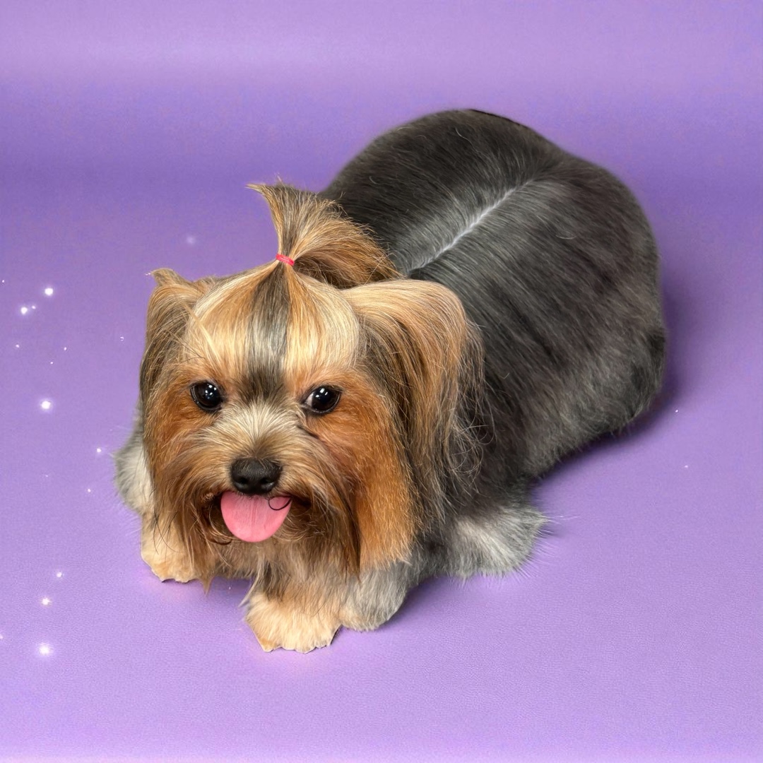 Cute Yorkshire Terrier with silky, well-groomed fur and a pink bow, lying on a purple surface.