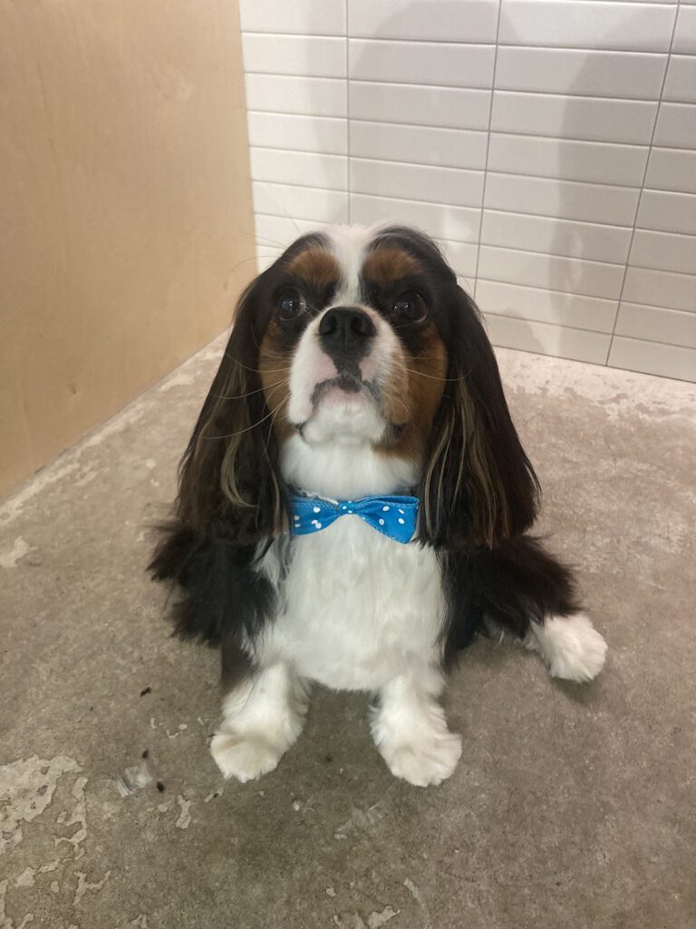 Canine Design Housecall Grooming Gallery