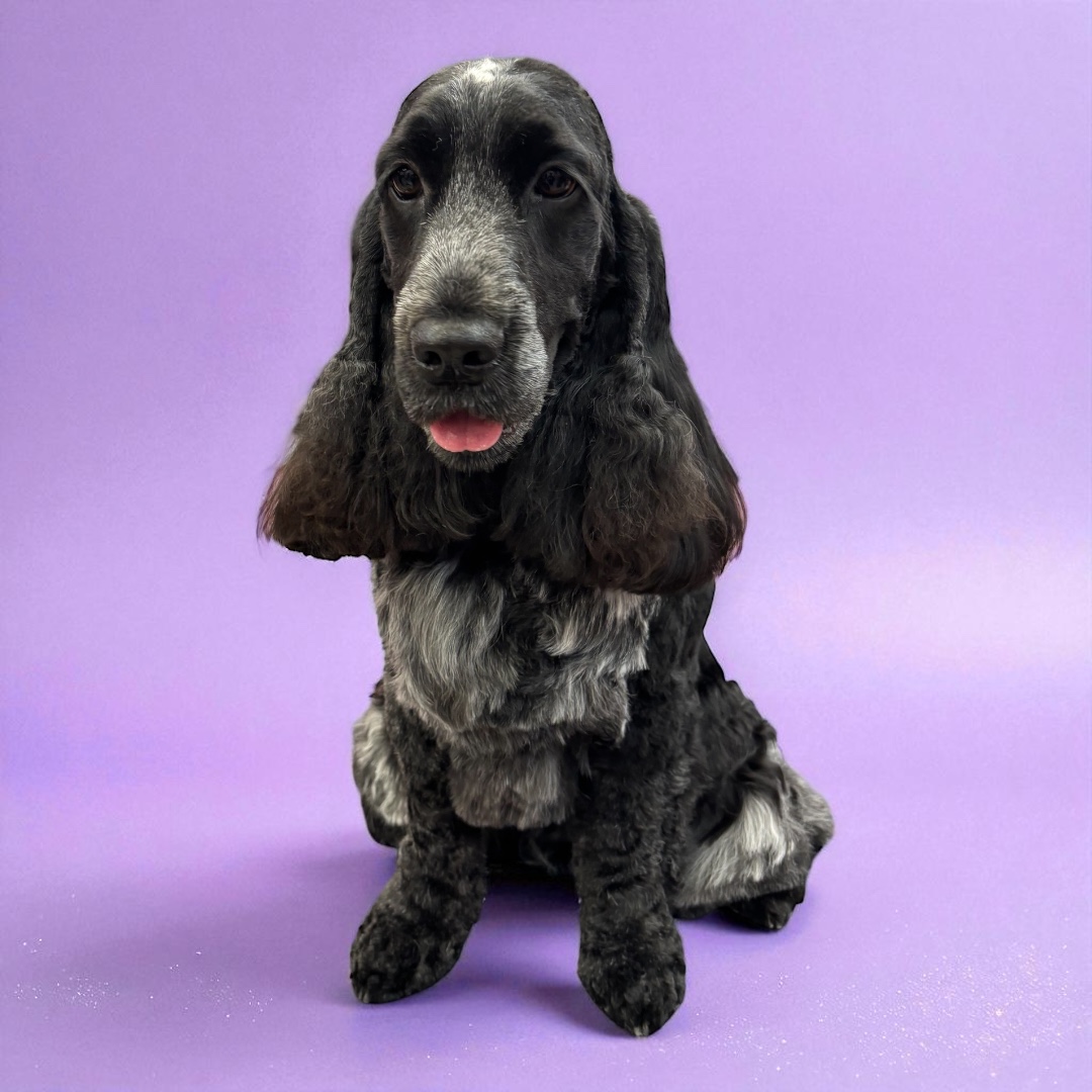 A black and gray Cocker Spaniel sits against a soft purple background.