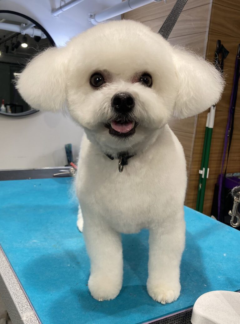 Canine Design Housecall Grooming Gallery