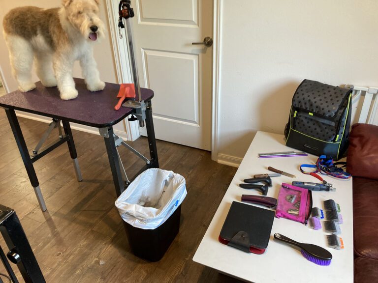 Canine Design Housecall Grooming Gallery