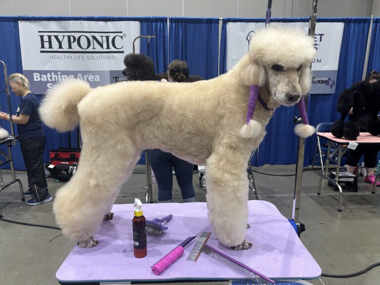 Cream-colored Poodle on grooming table at a dog show with purple wraps and tools nearby.