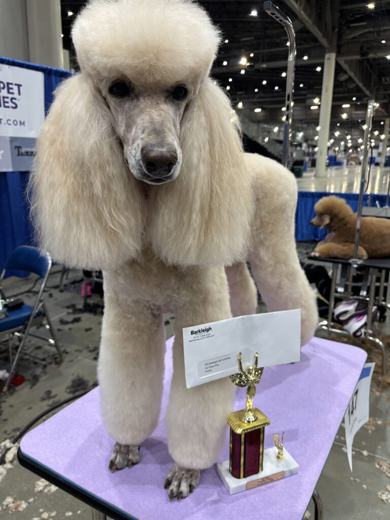 A well-groomed poodle stands on a purple table indoors beside a gold trophy and a certificate.