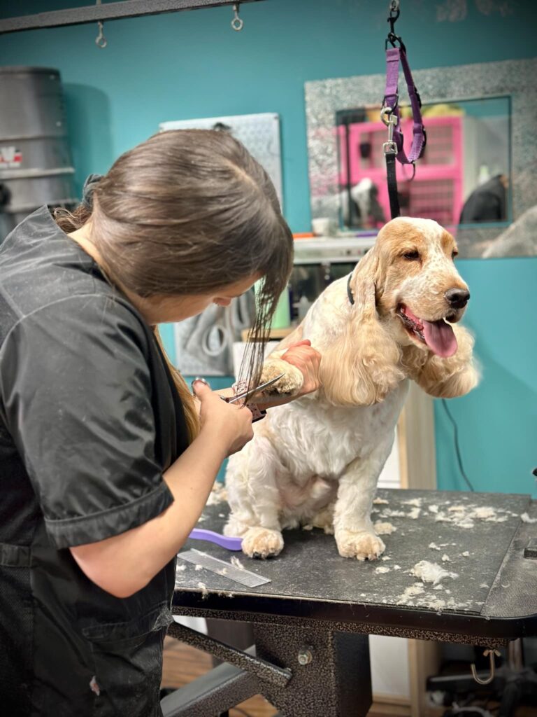 Canine Design Housecall Grooming - Lauren Lewis